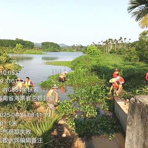 碧水清波映初心 守护河湖显担当——坡心镇河长办开展大肚湾河段生态保卫战纪实