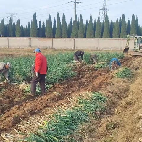 苏村村委为村民发放福利菜