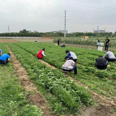 苏村村委为村民发放福利菜