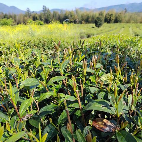 建阳区潭艺培训学校4月份评茶员培训即将开班