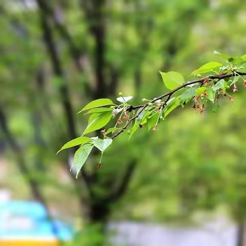 清明融于情  传统润于心 ——汝州市实验幼儿园开展“我们的节日●清明”系列主题活动