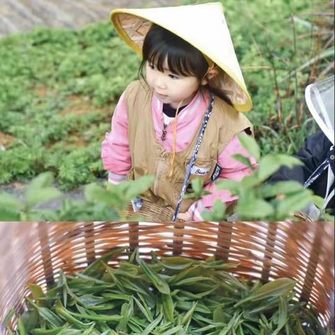 《上春山 “趣”采茶》          吴陈河镇中心学校四一班踏春活动