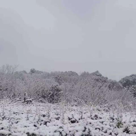 梅花雪