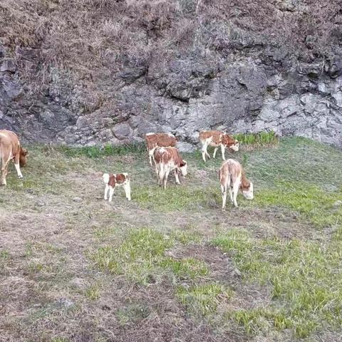 大力发展肉牛养殖