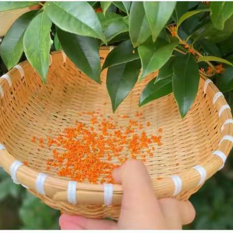人闲桂花落，满身皆是秋