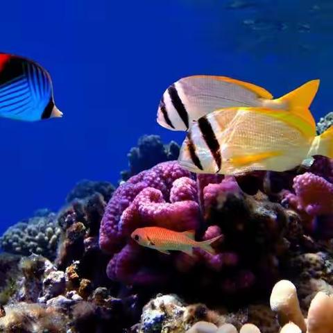 这是谁的家·小鱼的家