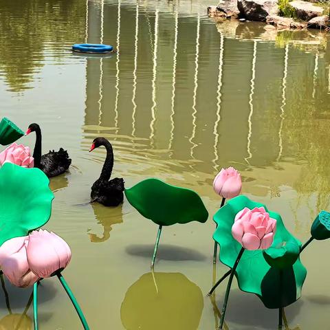 夏日畅行：双桥乡，太真乡，周家乡，友鑫残疾人之家的龙游探秘