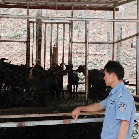 天涯区农业农村局高峰片动物防疫员今日下村工作记录