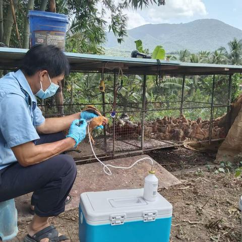 我为群众办实事/天涯区农业农村局高峰动物防疫员今日下村工作记录