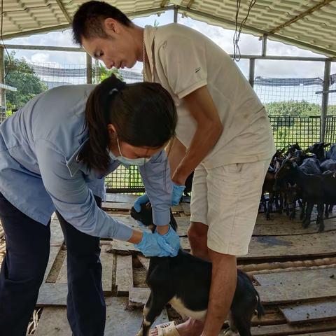 我为群众办实事/天涯区农业农村局动物防疫员下村工作记录