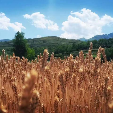 [麦香醉人的蔡家]丰收的季节