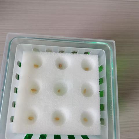 收获快乐，从种下一颗种子开始