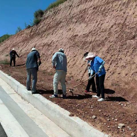 【“三抓三促”行动进行时】景古镇组织群众在旅游大通道边坡种植紫花苜蓿