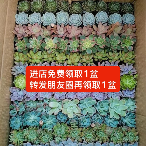 开学季 【自然美美妆】送你一份绿意盎然的礼物 ～到店即可免费领取多肉植物，传递爱意与美好