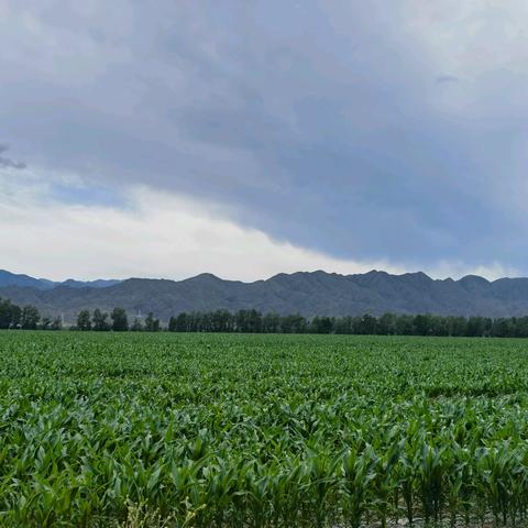 青春不是“山花寻海树”