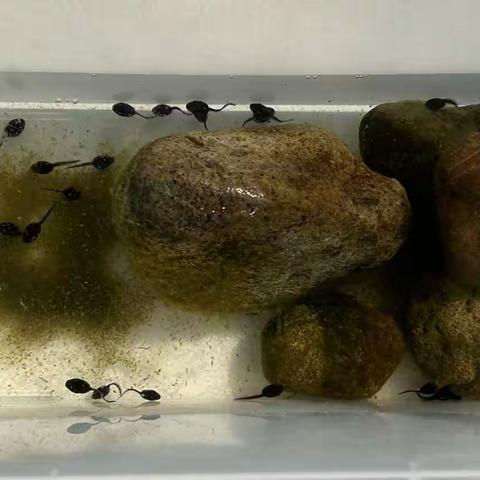 由蝌蚪饲养引发的生物多样性观察