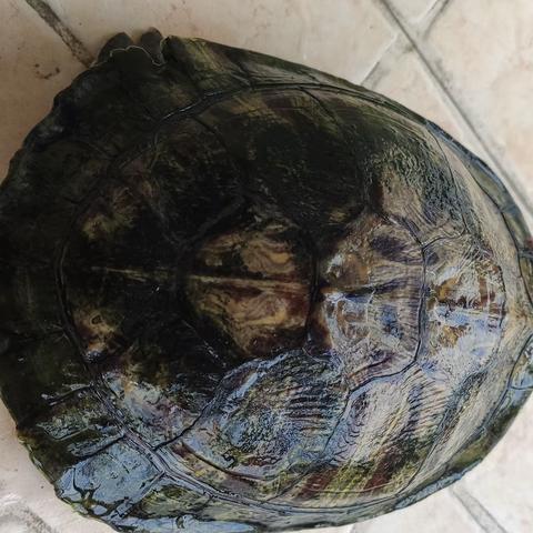 大龟夏至一一由来篇