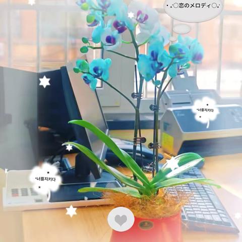 新春送关怀，蝶兰绽温情