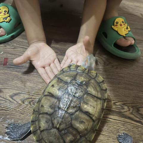 我们家的小乌龟