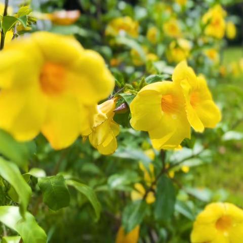 莫道黄蝉落树梢——软枝黄蝉