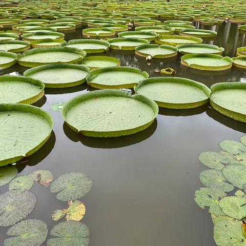 西双版纳中科院植物园游览笔记1