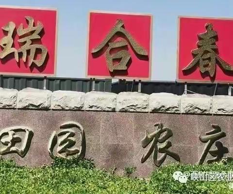 峡山区西树村瑞合春果蔬种植专业合作社。咨询订购电话：138 6360 1259