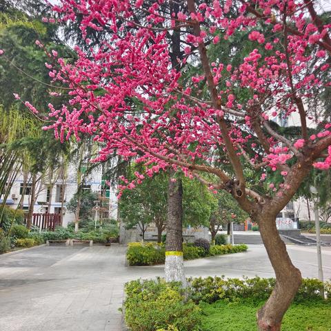 聚焦导学案设计 提升课堂教学质量——西安市第一中学开学前两周“课时导教学案”设计展