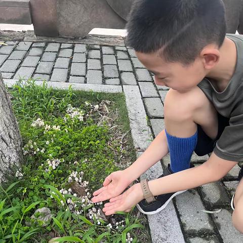 雨后的蘑菇