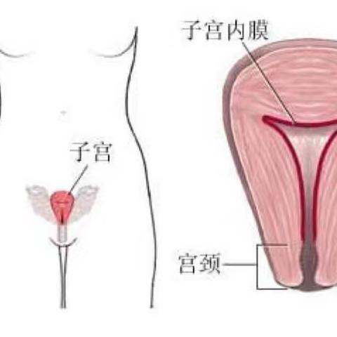 健康科普—功能性子宫出血