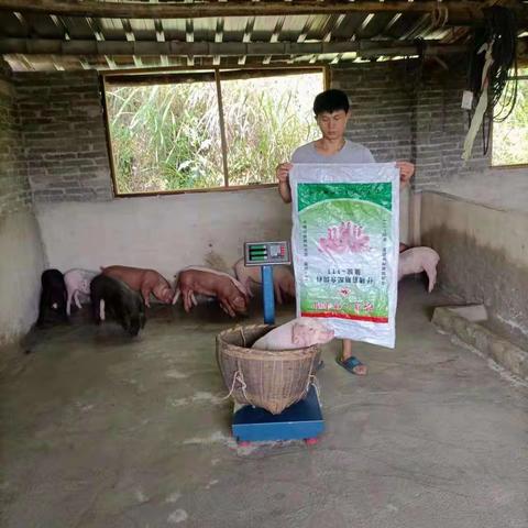 武汉湘大骆驼保育料效果好