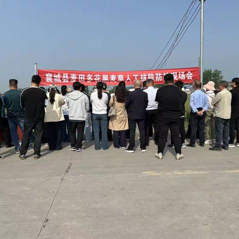 襄城县召开麦田多花黑麦草人工拔除防控现场会