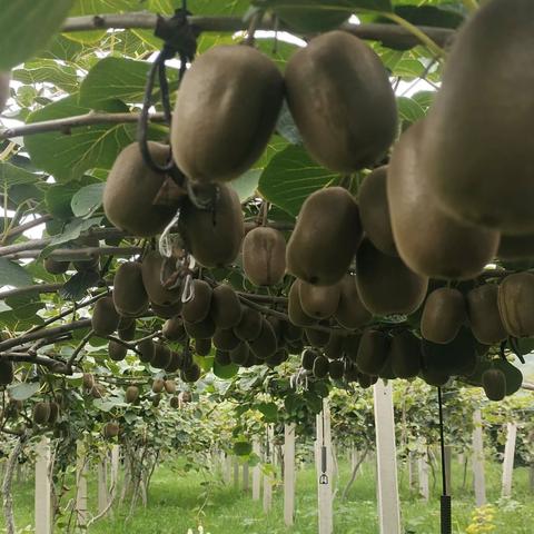 济南市历史城区港沟街道坞西村猕猴桃采摘园开园了，欢迎各位朋友前来采摘。