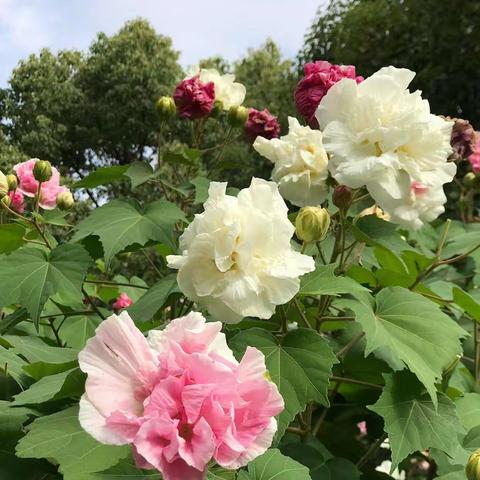 天柱国画班第九课【芙蓉花】