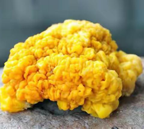 推进食用菌项目落地，助力乡村振兴