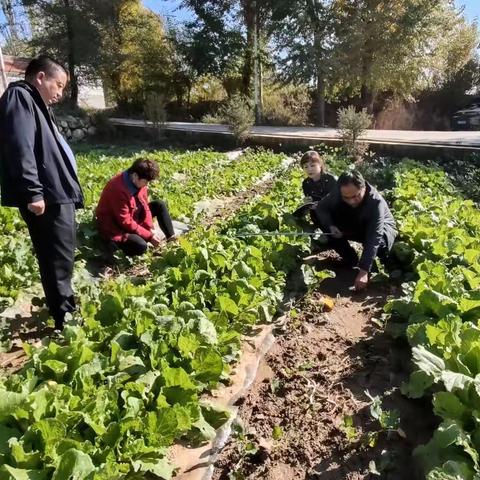 积石山县春油菜复种蔬菜         经济效益显著