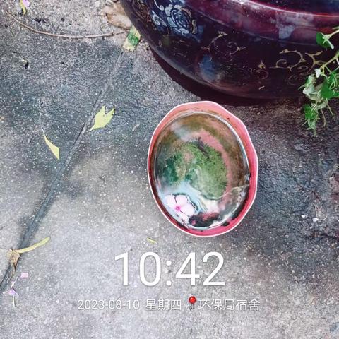 海南草木康吉环境科技有限公司】关于统一消杀活动的汇报（2023年8月10日）