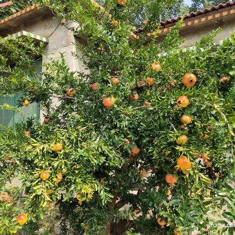 不忘初心、牢记使命，奋进新时代，展现新作为，网格员作为村里的年轻力量冲刺在最前沿。