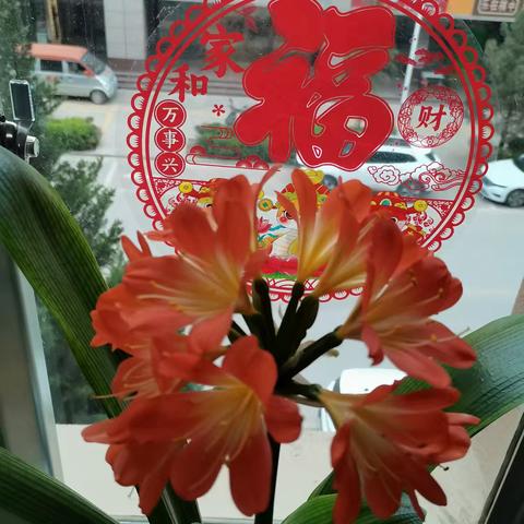 美丽花开——君子兰的绽放之美
