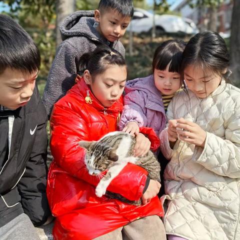 流浪猫和少年