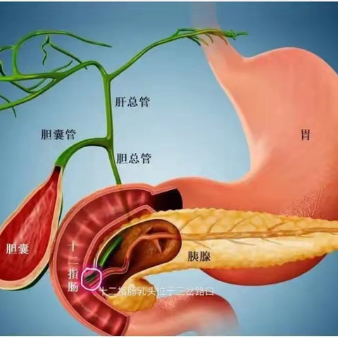 胰腺——“最神秘”的器官