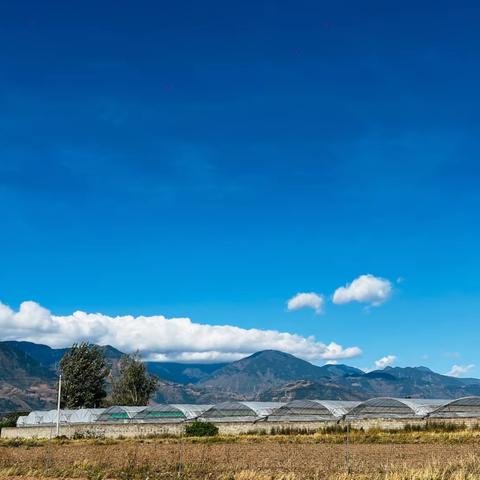 西昌佑君镇树莓基地