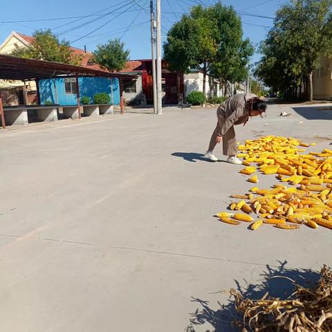 占用道路晒玉米