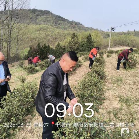 十堰市强平生态农业开发有限公司(19071939966)欢迎您(地址♥郧阳区安阳镇二龙山村)！