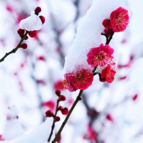 梅花其一