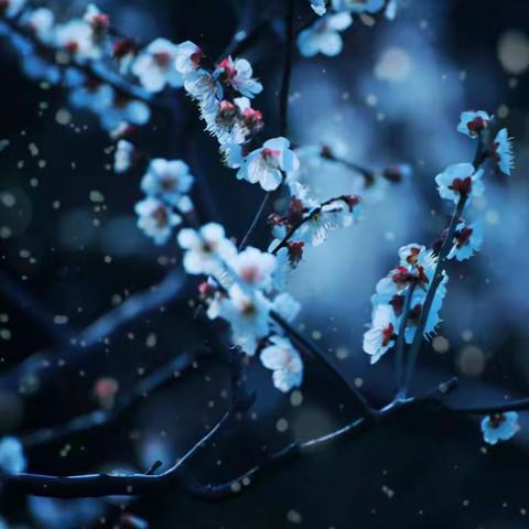 梅园赏景——麻轩晗