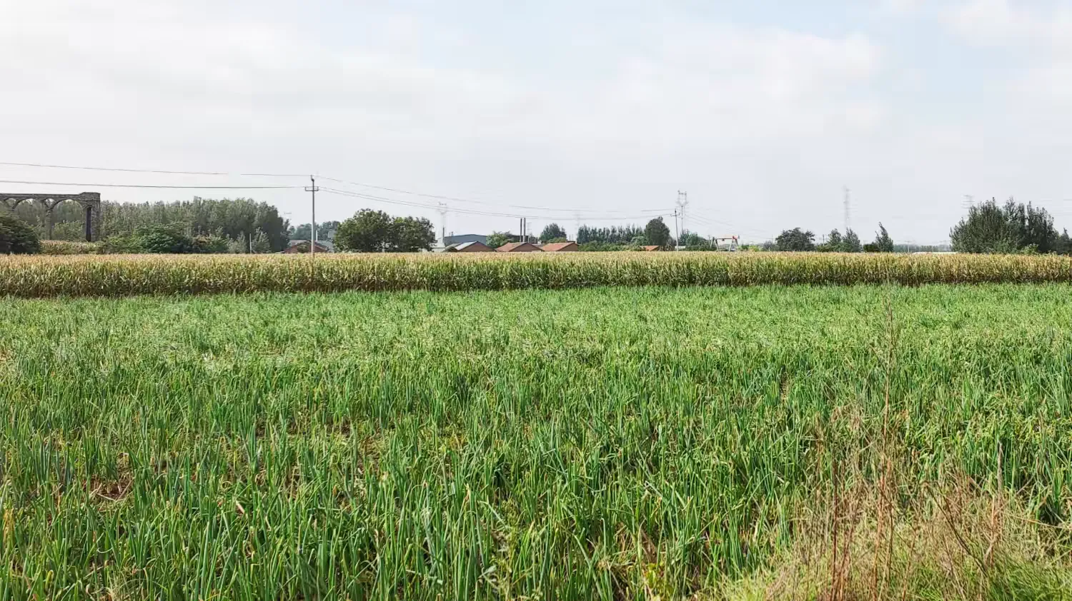 简篇-章丘:政协委员担当作为,齐鲁银行助力秋收