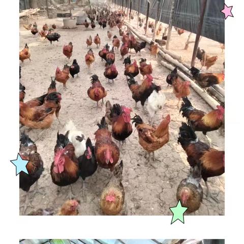 连双家禽养殖场