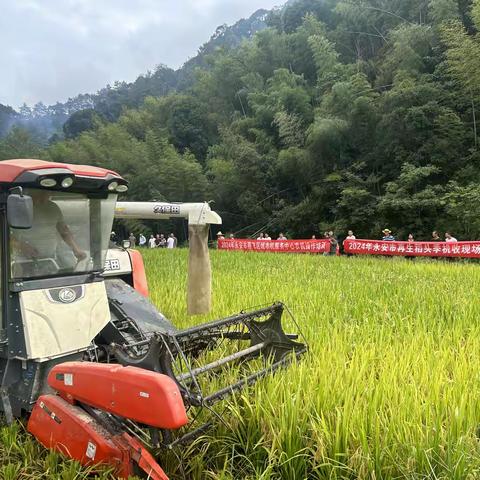 永安市依托区域农机社会化服务中心，举办再生稻头季机收现场观摩会