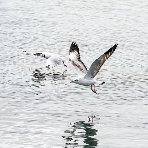 青海湖游记 2024.9