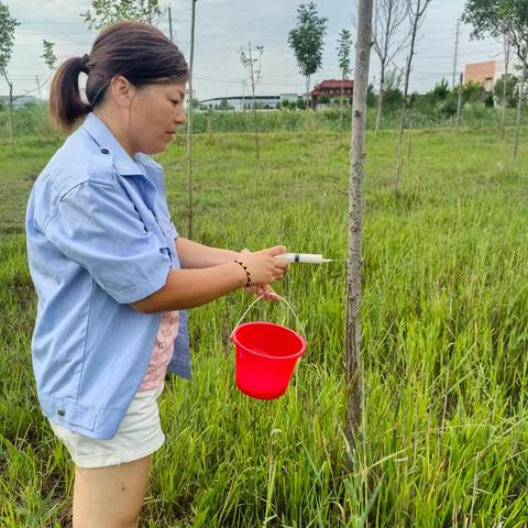 守护绿色生命  树木虫病注射药物行动